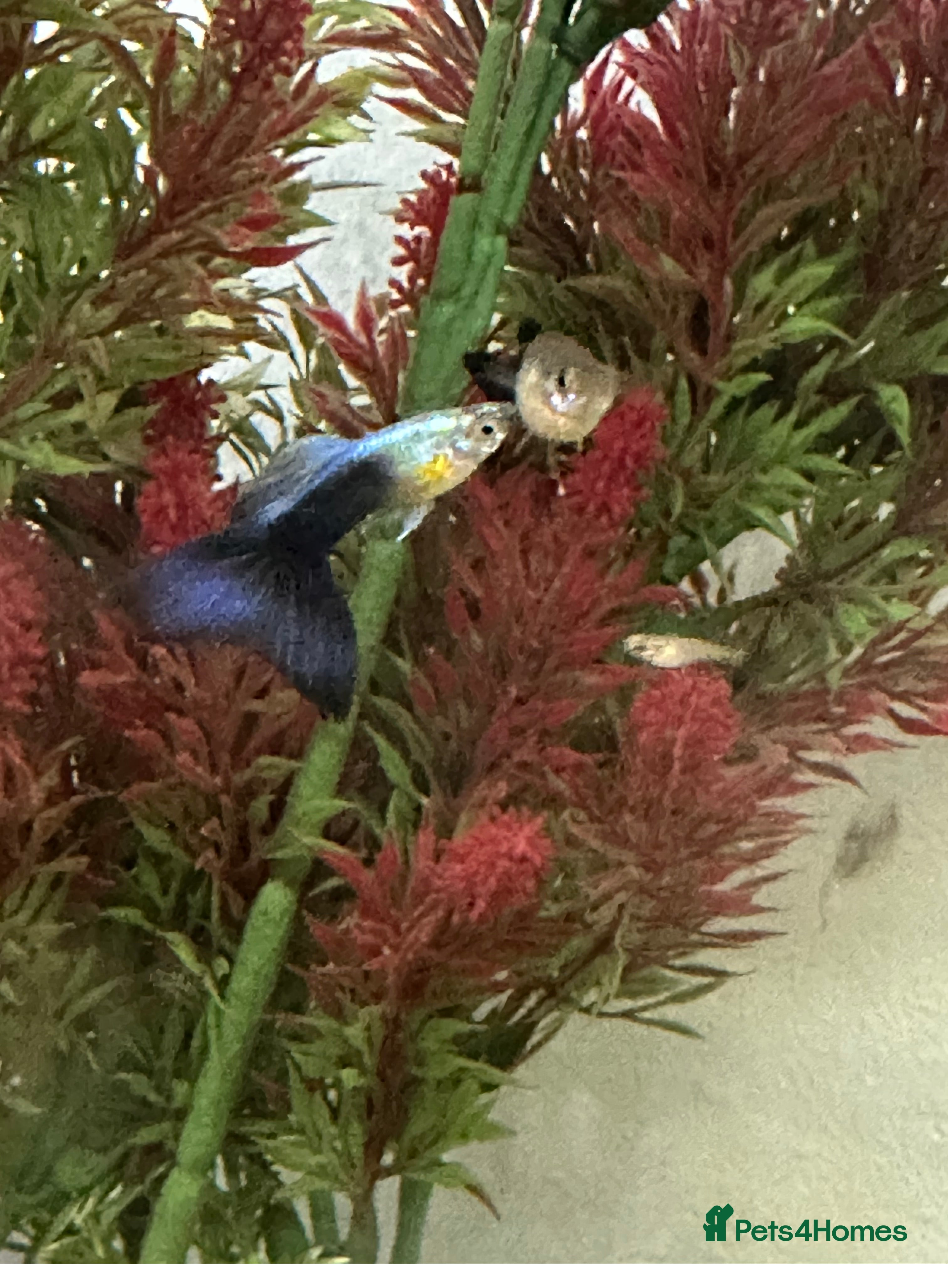 Live Bearers fish Guppies for sale - Advert 20