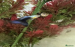 Live Bearers fish for sale: Guppies for sale - Image 1