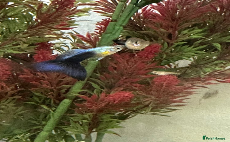 Live Bearers fish - Advert 15