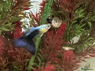 Live Bearers fish - Advert 2
