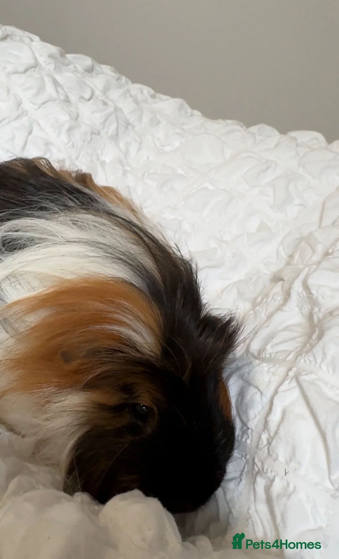 Guinea Pig rodents for sale: guinea pigs for rehoming  in Liverpool - Advert 2