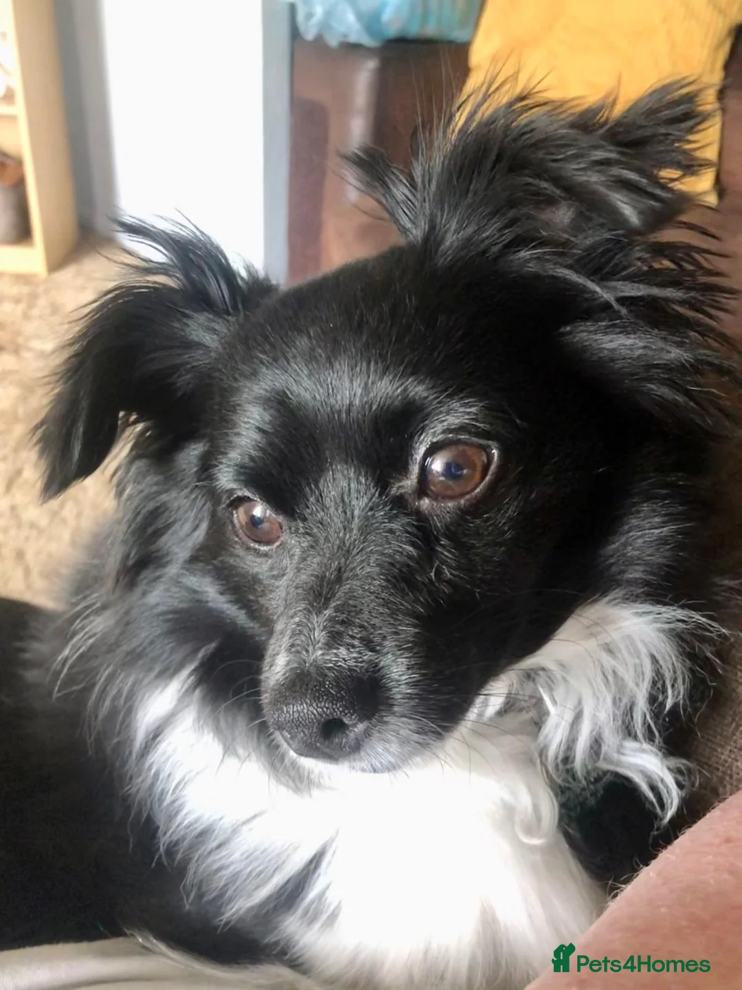 Mixed Breed dogs for adoption: 💙🐶 LEO – A Sensitive Little Soul in Washington - Advert 2