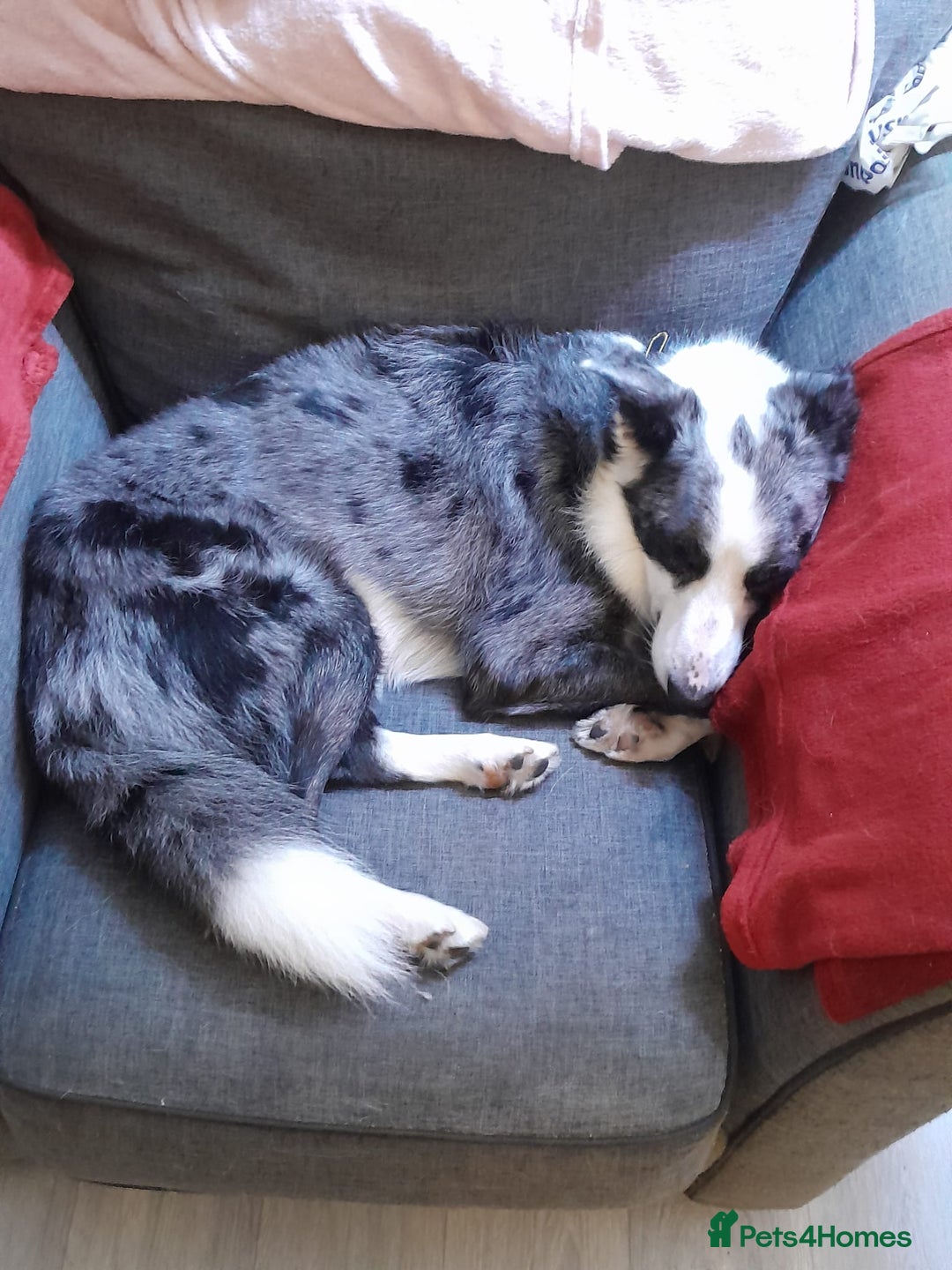 Border Collie dogs for sale: Border collie blue murle for sale - Image 14