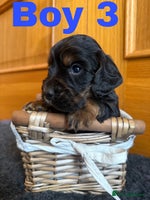 Cocker Spaniel dogs Beautiful Purebred Cocker Spaniel Puppies - Advert 8