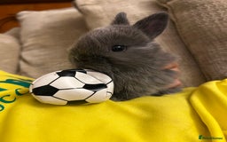 Netherland Dwarf rabbits for sale: Stunning Netherland Dwarf boys - Image 1