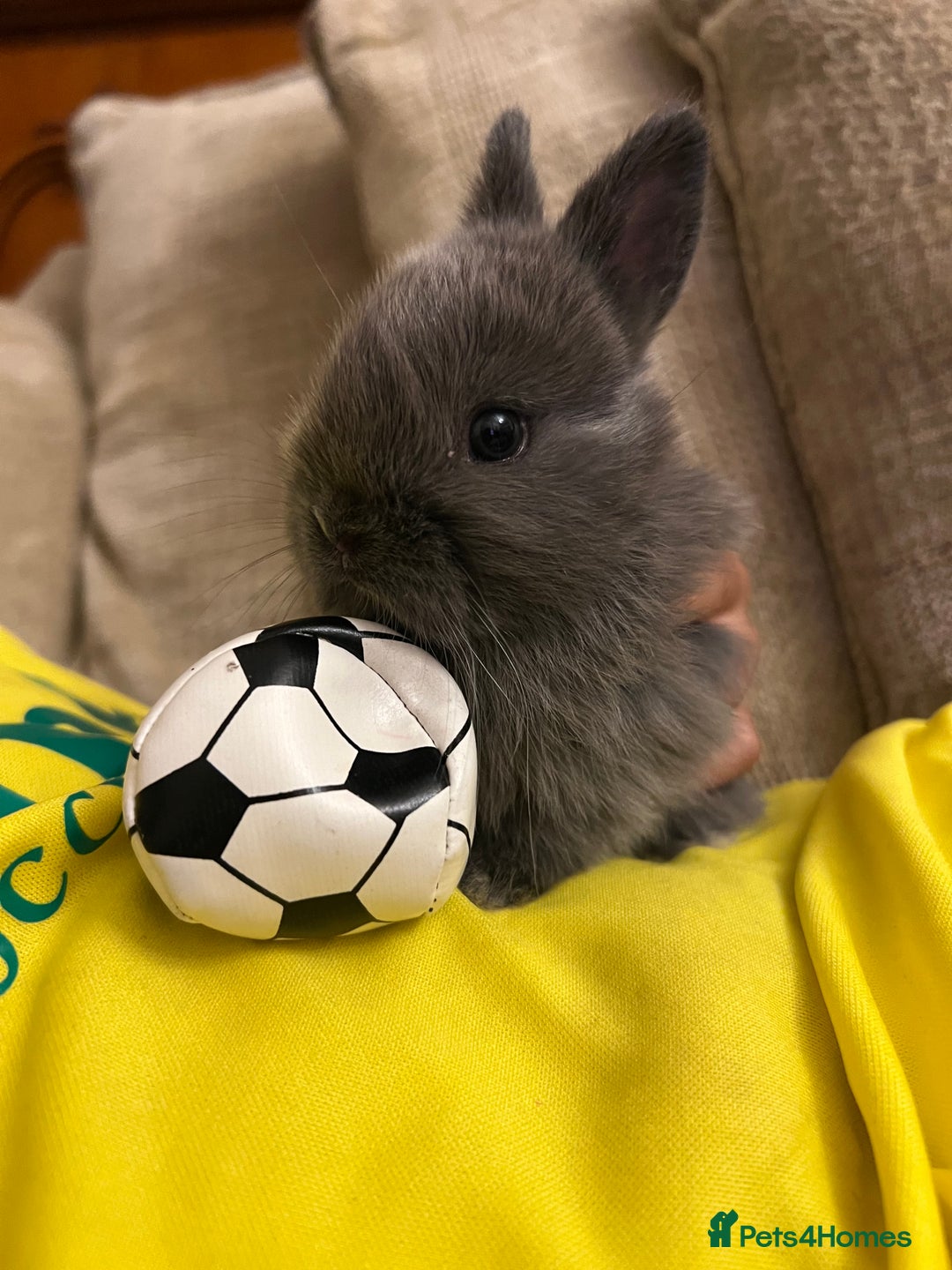 Netherland Dwarf rabbits for sale: Stunning Netherland Dwarf boys - Image 1