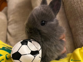 Netherland Dwarf rabbits for sale - Advert 1
