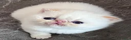 Exotic cats for sale: Last Remaining Colourpoint Exotic Boy - Advert 10