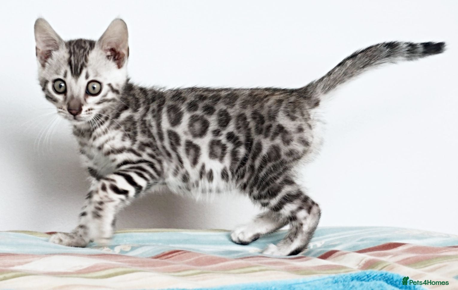 Bengal cats Ready Gorgeous Bengal Boy Kitten - Advert 6