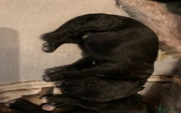 Bedlington Terrier dogs for sale: KC Registered Bedlington Terrier Pups - Image 9