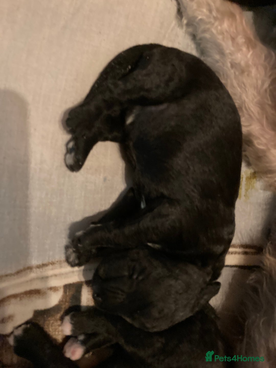 Bedlington Terrier dogs for sale: KC Registered Bedlington Terrier Pups - Image 9
