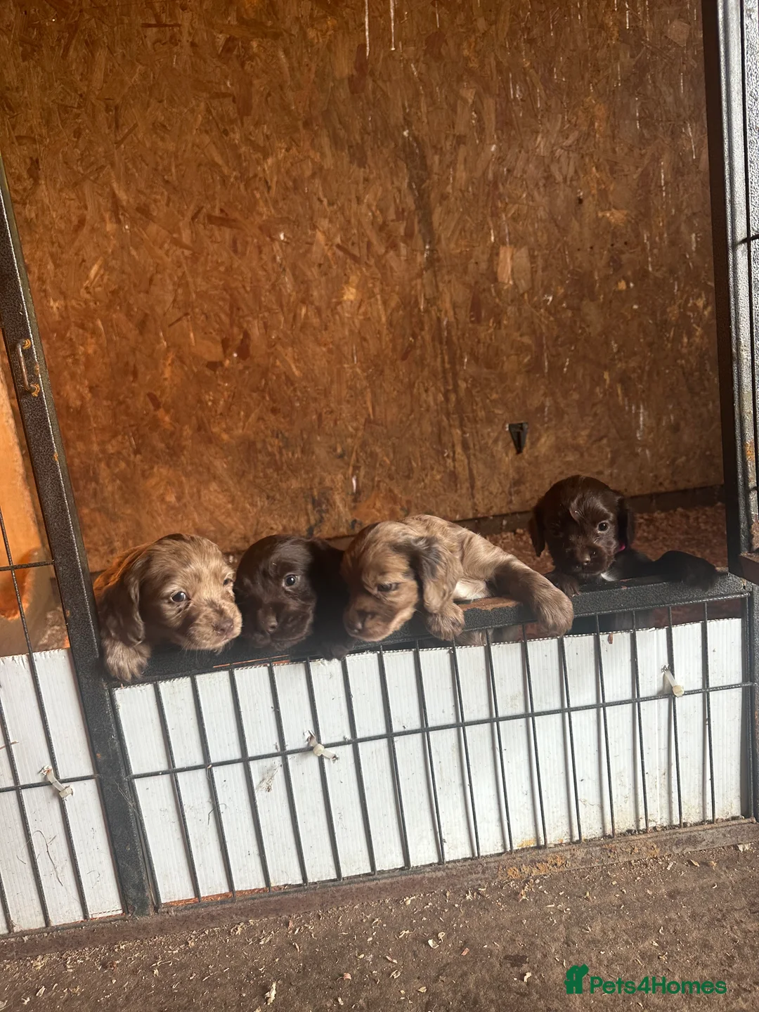 Cocker Spaniel dogs for sale: Working cocker spaniel puppies in Wigton - Advert 1