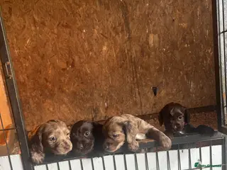 Cocker Spaniel dogs Working cocker spaniel puppies - Advert 1