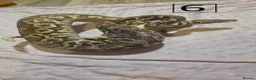 Python Snake reptiles for sale: rehoming/ breeding snakes - Advert 4