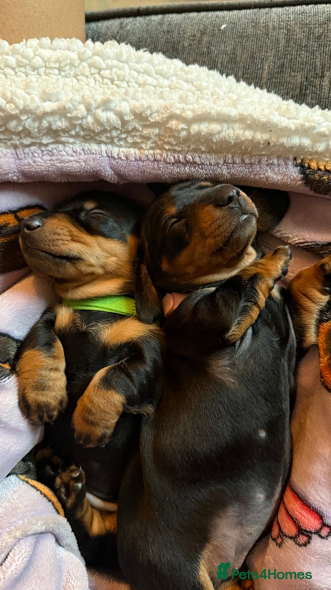 Miniature Dachshund dogs for sale: ⭐️OUTSTANDING MINI DACHSHUND PUPS⭐️  - Advert 6