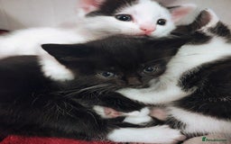 Mixed Breed cats for sale: 8 weeks old Kitten, Female - Image 17