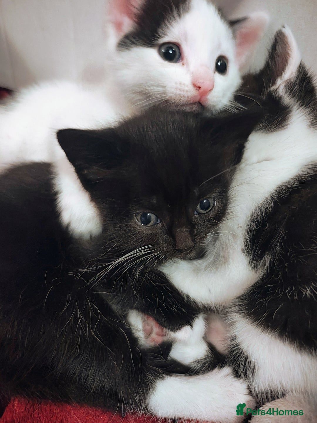 Mixed Breed cats for sale: 8 weeks old Kitten, Female - Image 17