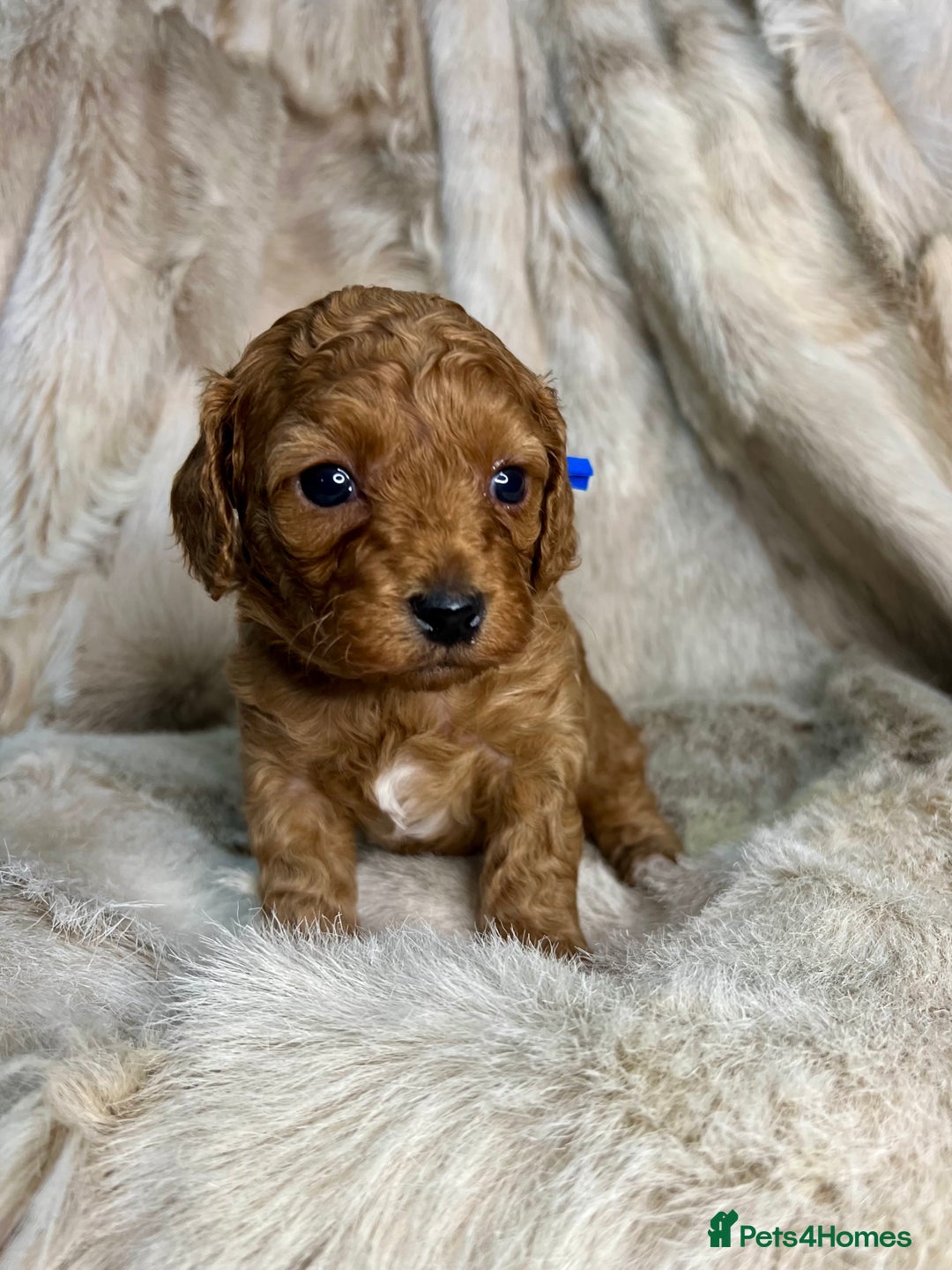 Cavapoochon dogs for sale: 5 ⭐️ LICENSED BREEDER HEALTH TESTED CAVAPOOCHONS - Advert 21