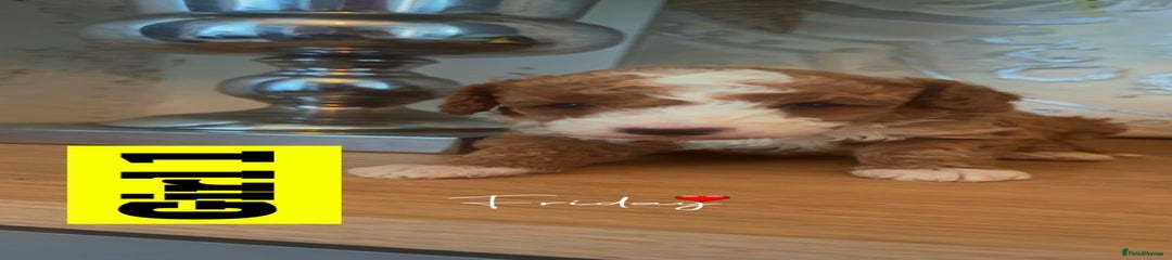 Miniature Poodle Puppy 1