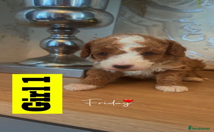 Miniature Poodle dogs - Advert 1