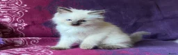 Ragdoll cats for sale: Beautiful Ragdoll Kittens - Advert 3