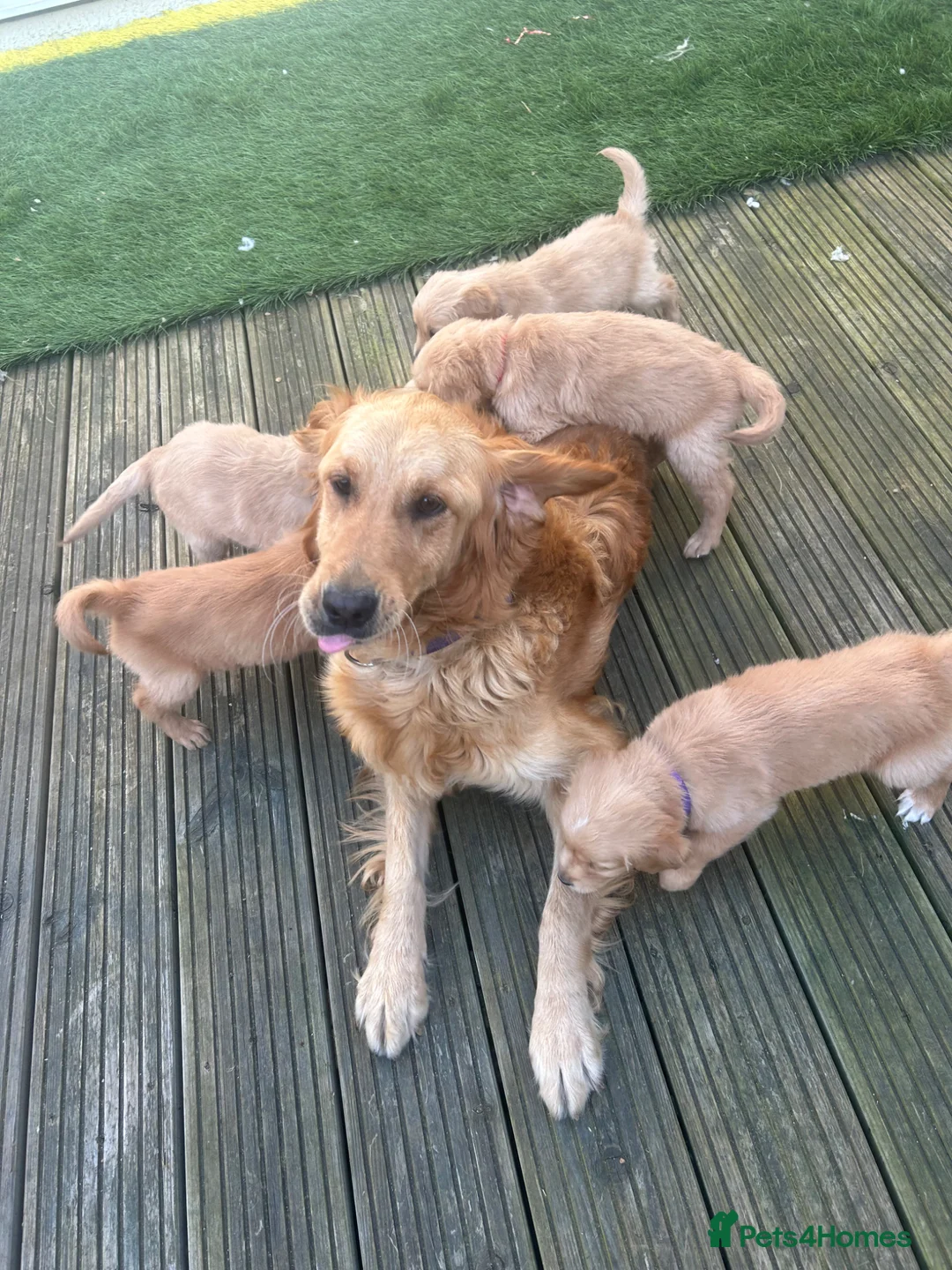 Golden Retriever dogs for sale: Golden retriever puppy’s for sale - Advert 20