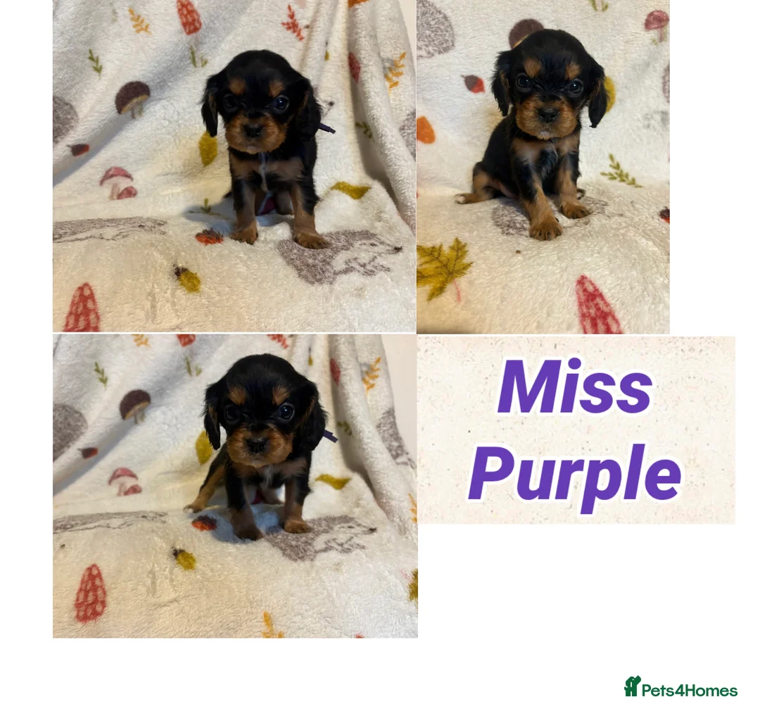 Cockalier dogs for sale: Stunning Cockalier Puppies (5 male, 2 female) - Advert 2