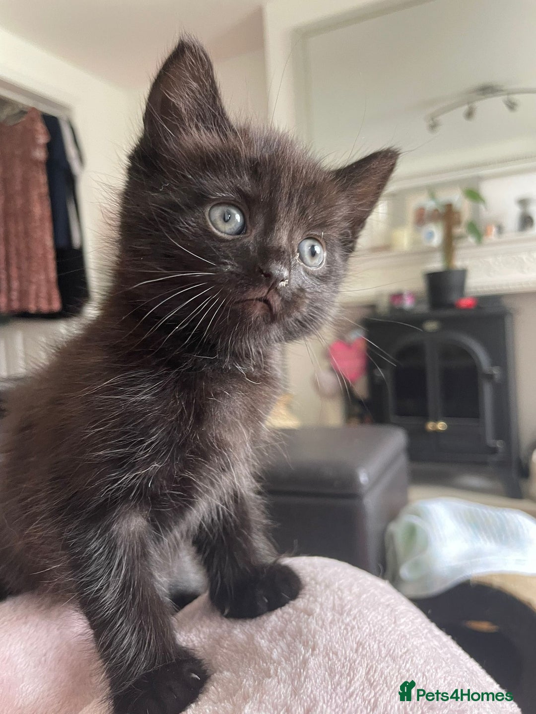 Mixed Breed cats for sale: Mix breed 3 boys 2 girls  - Image 11