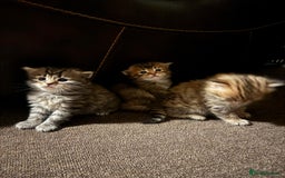 Scottish Fold cats for sale: 5 British Longhair and Scottish Straight kittens  - Image 12