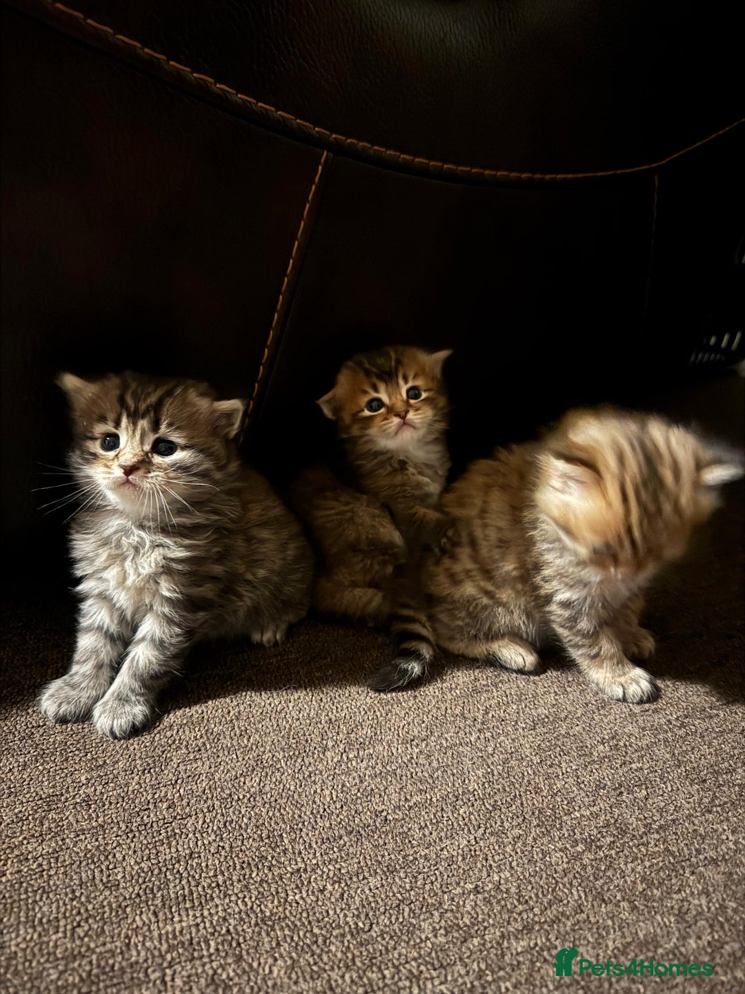 Scottish Fold cats for sale: 5 British Longhair and Scottish Straight kittens  - Image 12