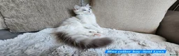 Ragdoll cats for sale: RAGDOLLS BOYS ONLY 2 LEFT - Advert 7