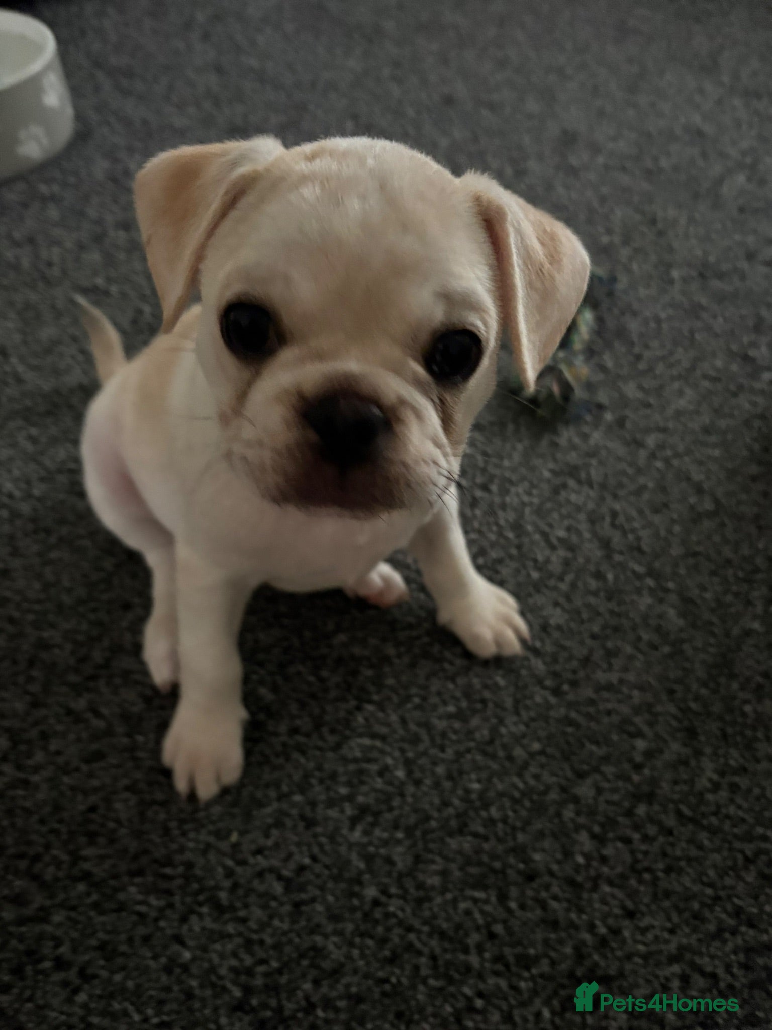 Frug dogs 🐶 Pug/French bulldog puppies 🐶 Rare markings - Advert 6