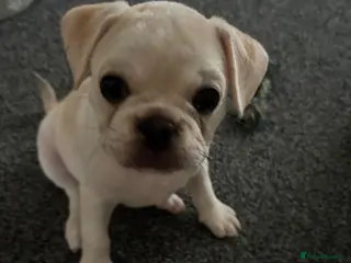 Frug dogs 🐶 Pug/French bulldog puppies 🐶 Rare markings - Advert 6