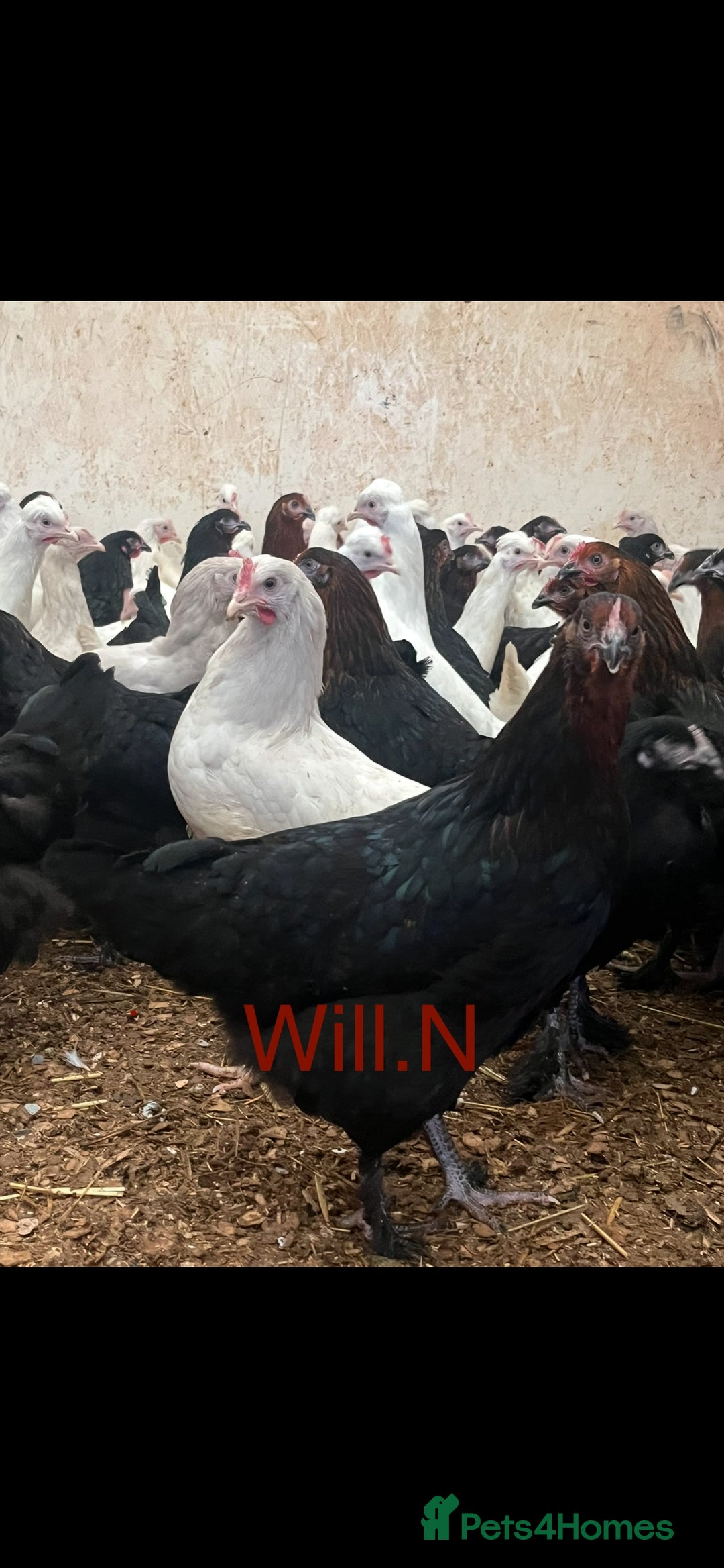 Chickens poultry for sale: Pullets Pol various breeds (read full description) - Advert 2