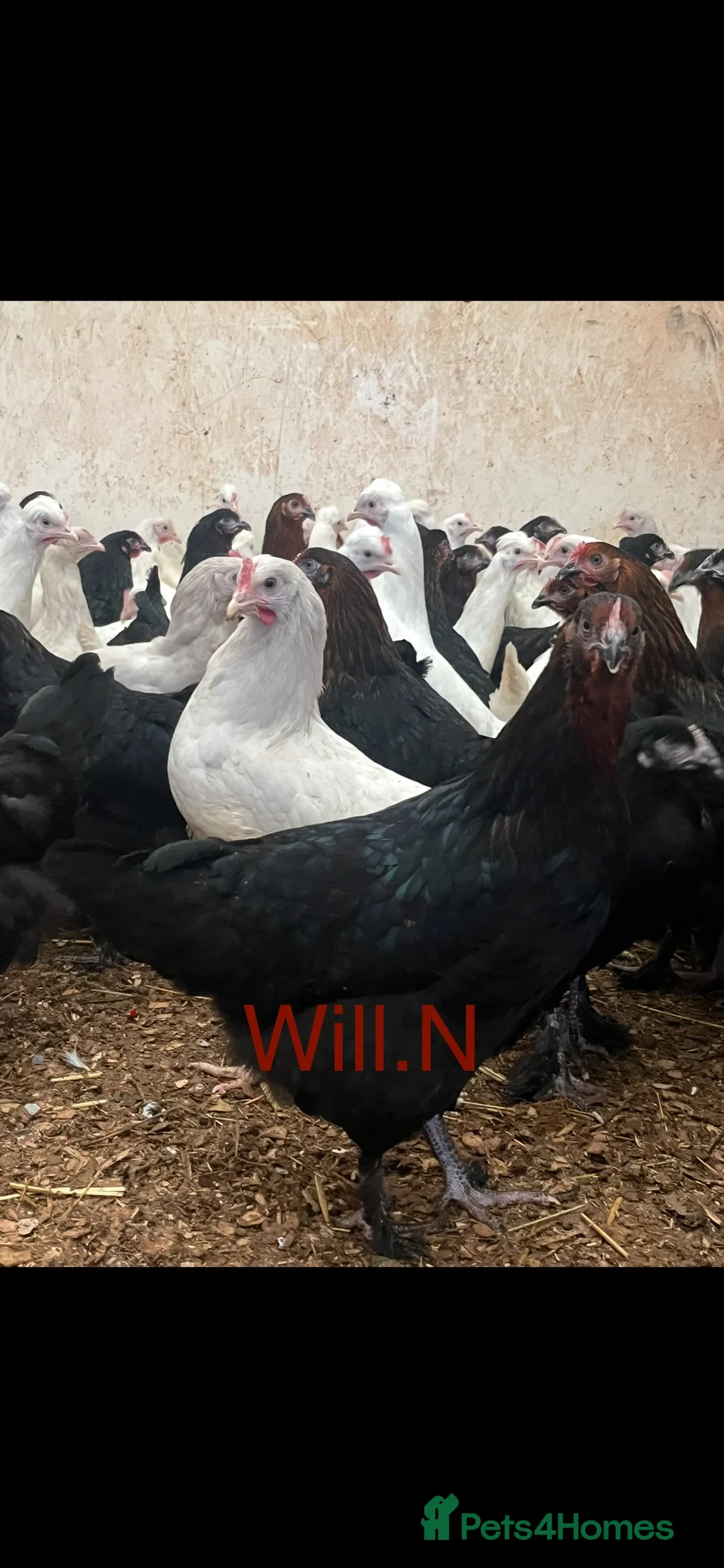 Chickens poultry for sale: Pullets Pol various breeds (read full description) - Advert 2