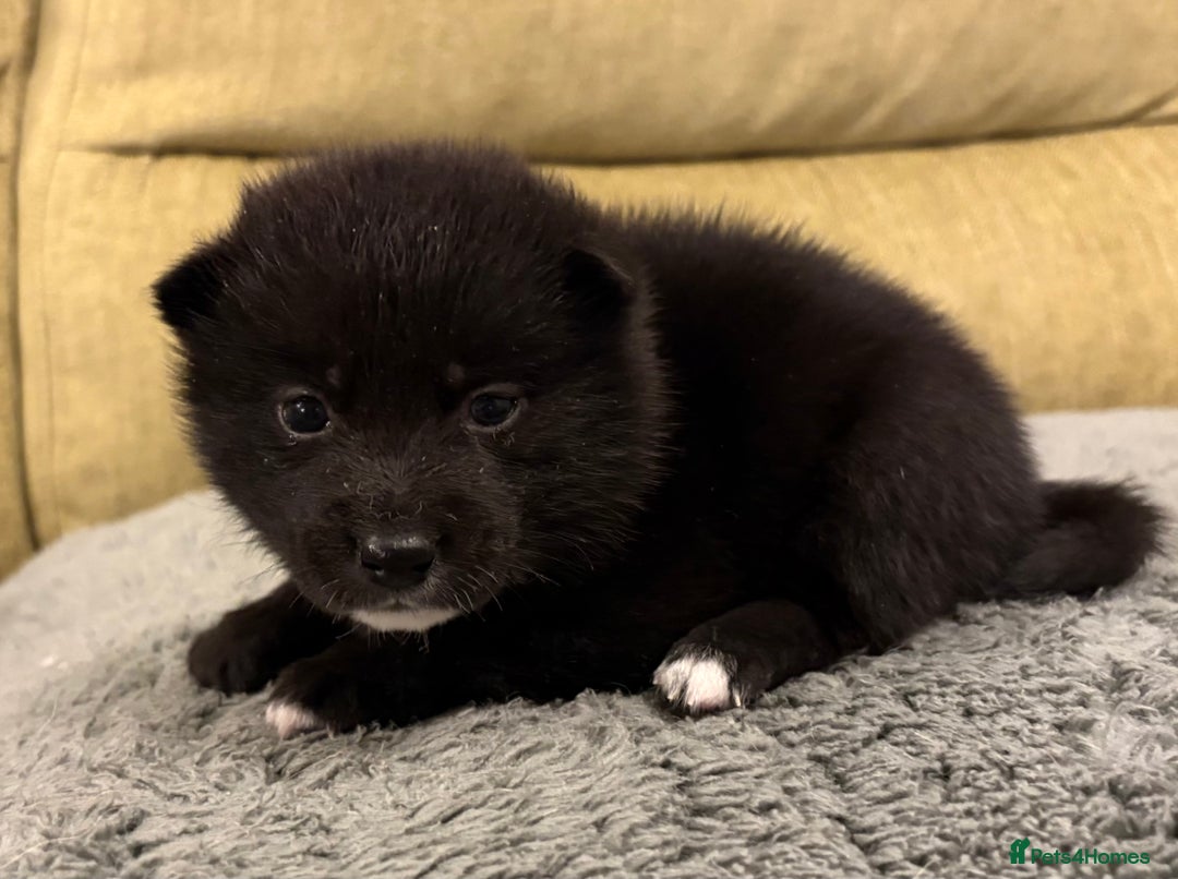 Mixed Breed dogs for sale: Pomskiba Inu Puppies. Shiba Inu x Pomsky - Advert 19