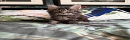 Maine Coon cats for sale: European Maine coon kittens - Advert 9