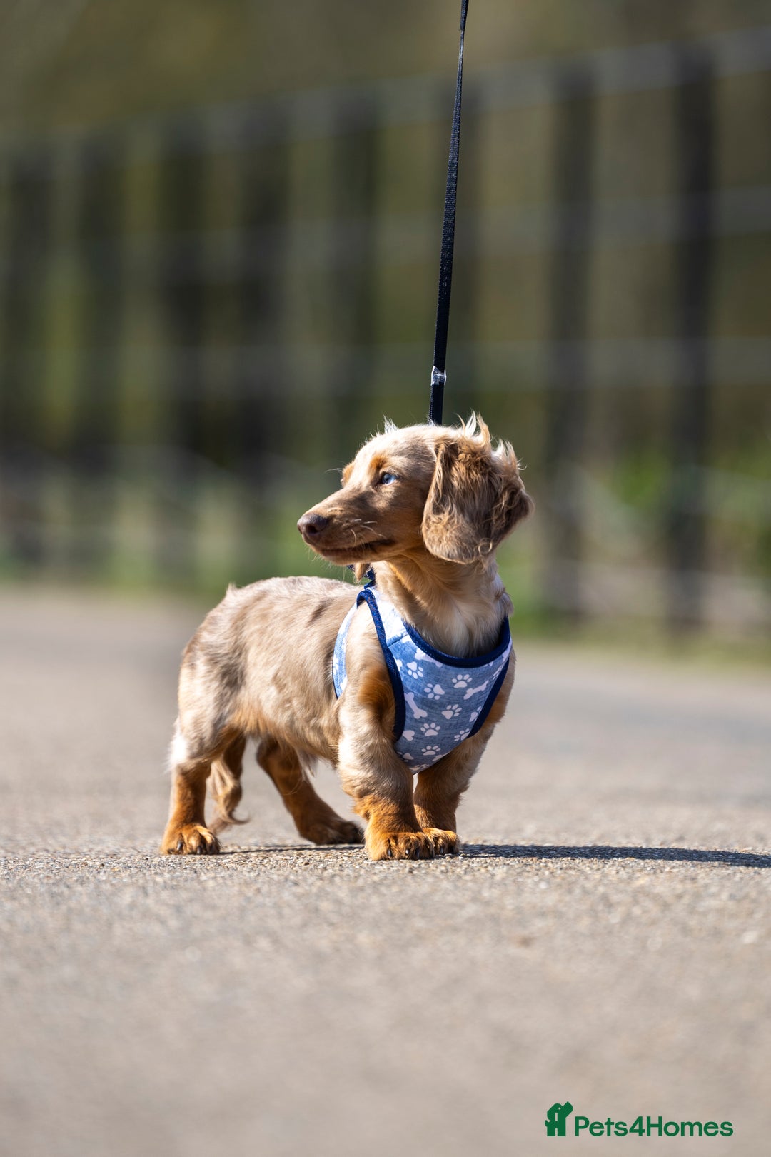 Miniature Dachshund dogs for stud: Chocolate Dapple mini dachshund stud  - Advert 14