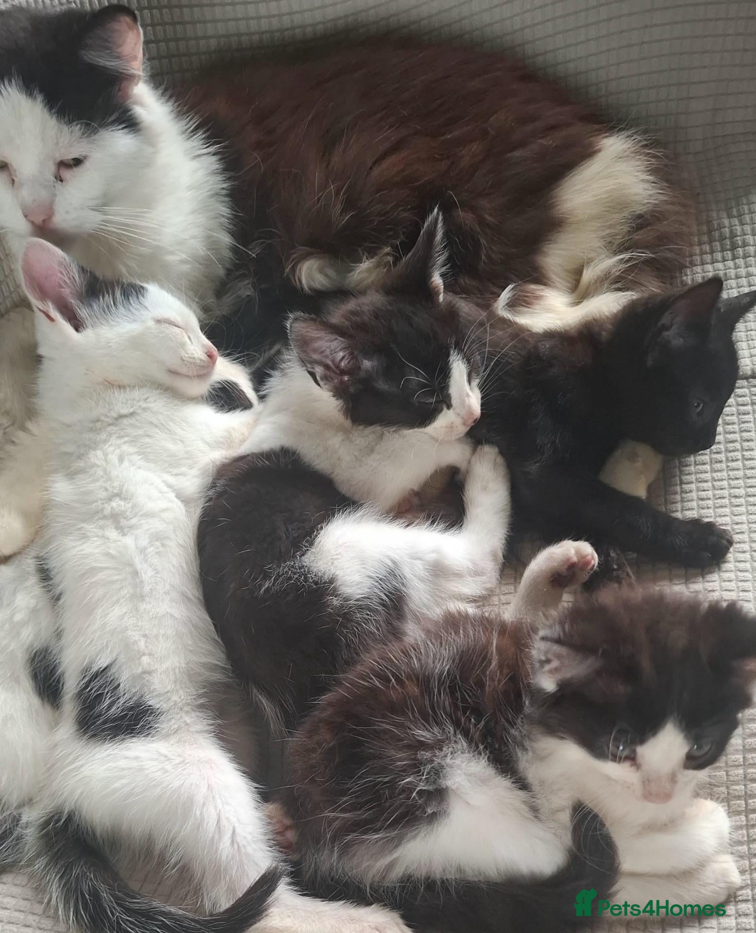 British Longhair cats Beautiful Adorable 6 Black & White Kittens - Advert 9