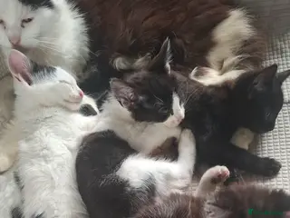 British Longhair cats Beautiful Adorable 6 Black & White Kittens - Advert 4