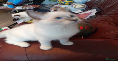 Ragdoll cats - Advert 8
