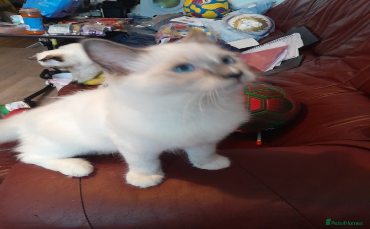 Ragdoll cats - Advert 16