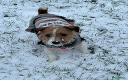 Jack Russell dogs for sale: Purê bred min ature Jack russell puppies - Image 2