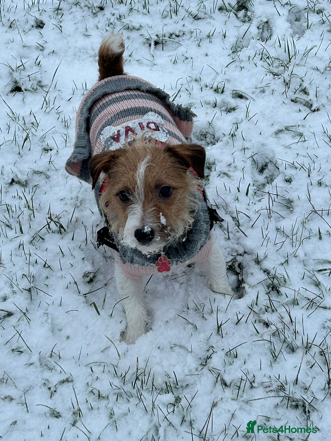 Jack Russell dogs for sale: Purê bred min ature Jack russell puppies - Image 2