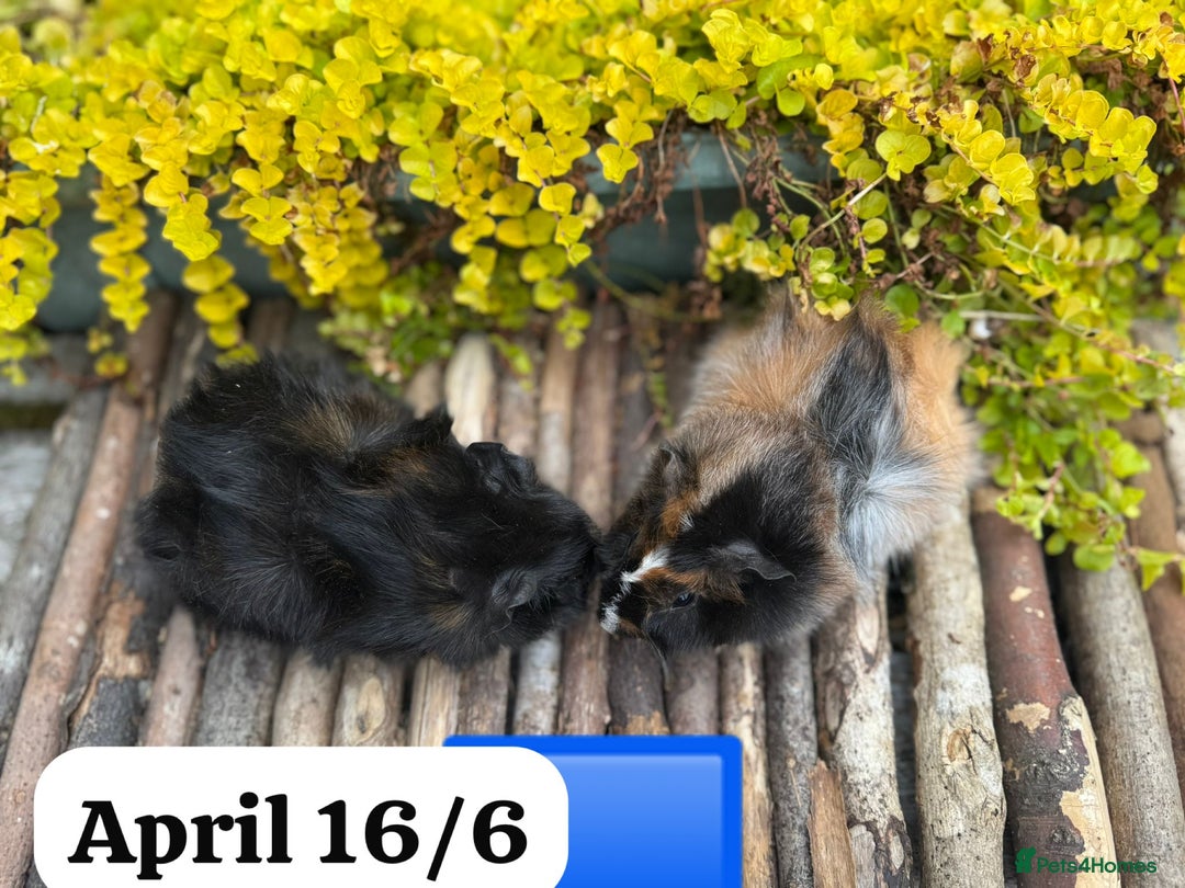 Guinea Pig rodents for sale: Baby guinea pigs ready now. Sheffield - Image 9
