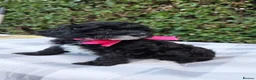 Cavapoo dogs for sale: Ready to go  !!Beautiful cavapoo puppies  - Advert 7
