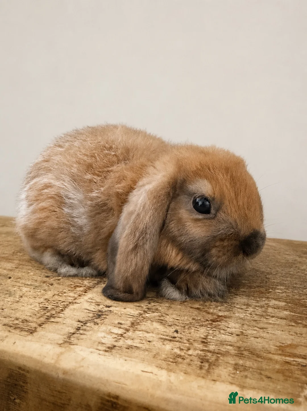 Mini Lop rabbits for sale: Mini Lop Bunny for Sale – Female 🐰 - Advert 2