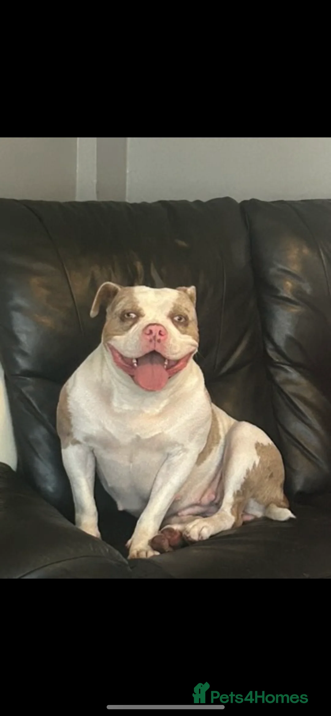 American Bully dogs for sale: 4 beautiful girl bully’s ready to go  - Advert 28