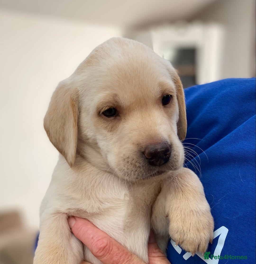 Labrador Retriever dogs for sale: Stunning Labrador Puppies - Image 36