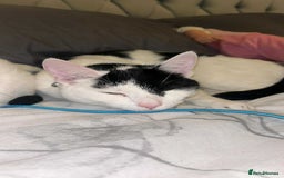 Domestic Shorthair cats for sale: Harry and Melody - Image 2